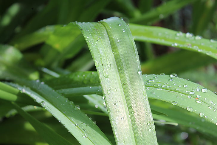 verde, picătură de apă, ploaie, frunze, frunze, plante, plouat