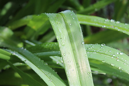 groen, druppel water, regen, blad, Bladeren, plant, verregend