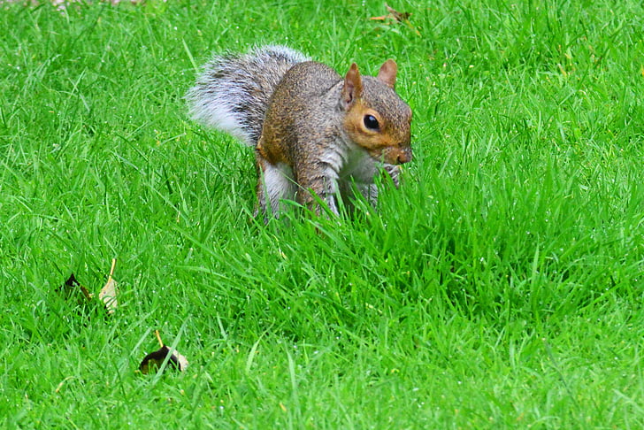 esquirol gris, vista frontal, rosegador, esquirol, animal, mamífer, herba