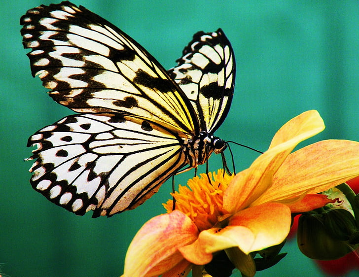 motýľ, papier kite, kvet, nektár, kvet, kvet, rastlín
