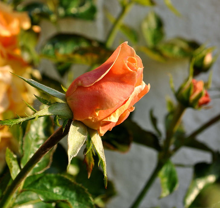 장미, 연어, 반 오픈, floribunda, rosebush, 꽃, 공장