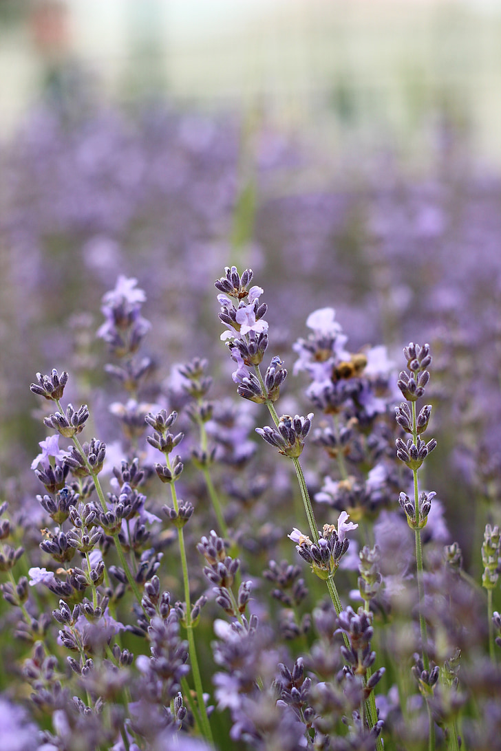 lavender, flower, purple, summer