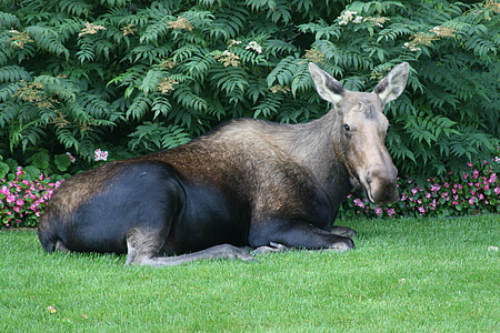 Moose, Aljaška, volně žijící zvířata, kožešina, zvíře