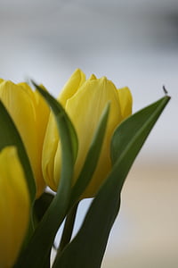 郁金香, 黄色, 花, 开花, 绽放, 关闭, 春天