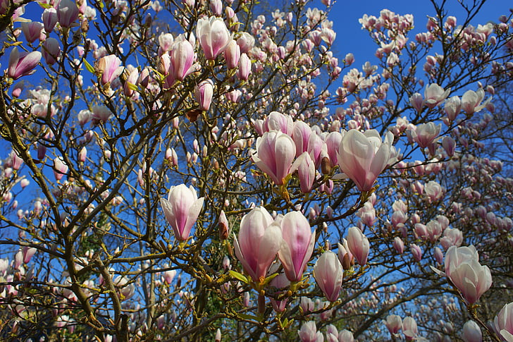 Magnolia, Tulip magnolia, alguses bloomer, kevadel, loodus, taim, lilled