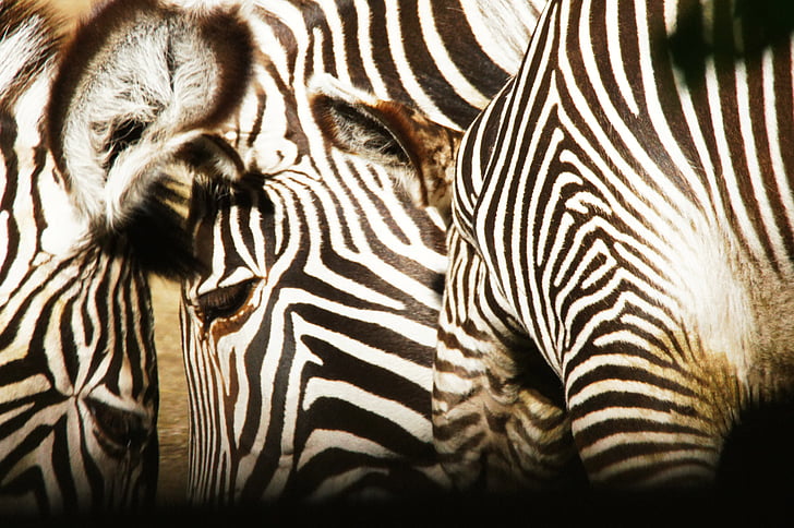 Zebras, dyr, natur