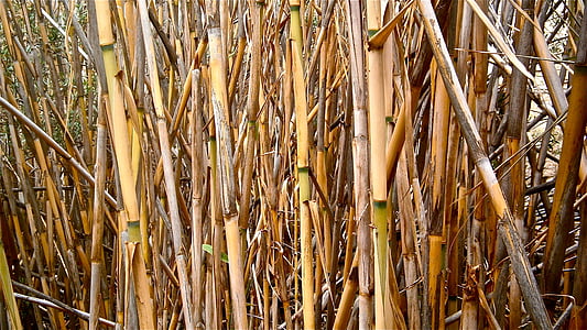 тростник, Арундо donax, стебли цилиндрической, овощной, Ботаника, Природа, Обои для рабочего стола