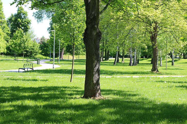 arbre, Parc, Banc, Stromovka, primavera, paisatge, natura