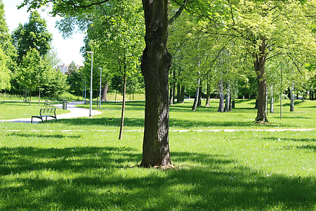 tree, park, bench, stromovka, spring, landscape, nature