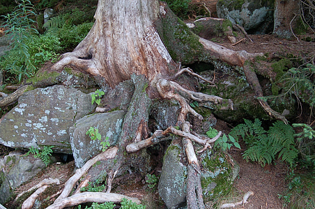 kamene, koreň, Príroda, Forest, korene, mystické, strom