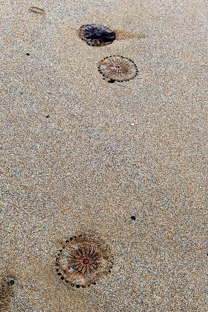 Playa, medusas, mar, arena, naturaleza, Océano, vida