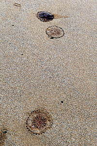 plajă, meduze, mare, nisip, natura, ocean, viata