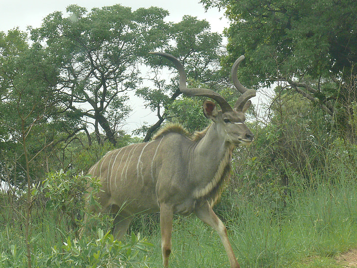 större kudu, Afrika, djur, däggdjur, växtätare, hane, Horn