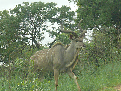 kudu, africa, animal, mammal, herbivore, male, horns
