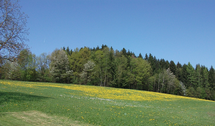 meadow, forest, nature, green, flowers, landscape, trees
