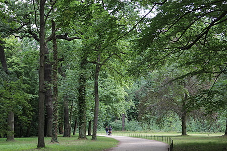 copac, pădure, Germania, arbori de padure, verde, natura, mediu