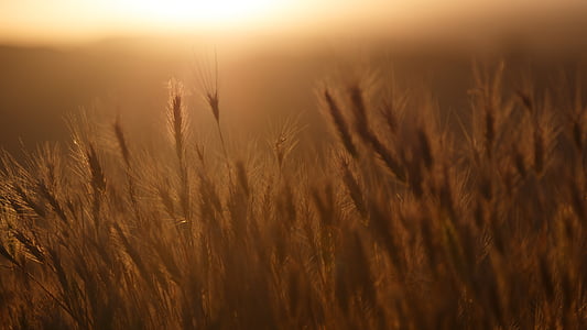 plant, crop, grain, cereal, rye, agriculture, farming