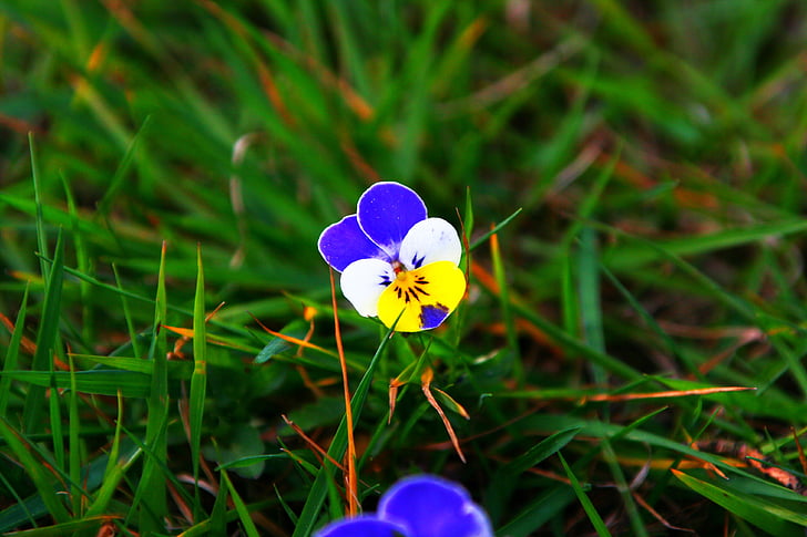 bloem, sluiten, natuur, blauw, wit, geel, Blossom