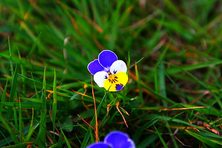 cvet, blizu, narave, modra, bela, rumena, cvet