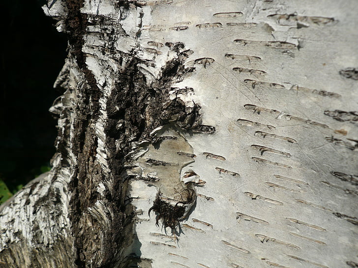 nature, bark, tree, birch, detail