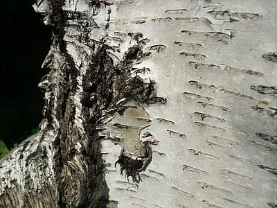 naturen, bark, träd, Björk, detalj