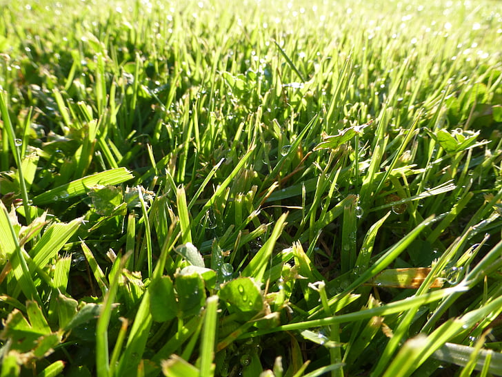 трева, макрос, светлина, сутрин, растителна, природата, роса