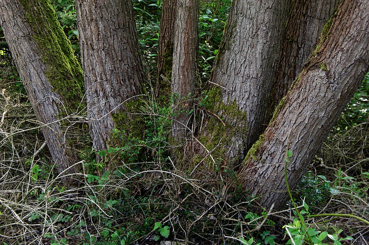tronchi d'albero, natura, corteccia, tribù