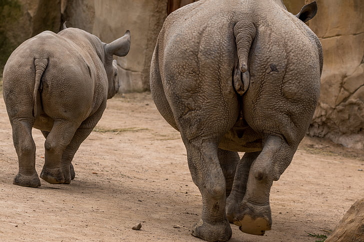orrszarvú, Rhino fiatal, Afrika, vastagbőrű, nagy játék, orrszarvú, Butt