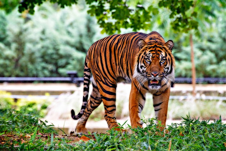 animal, gato grande, hierba, depredador, Tigre de Sumatra, Tigre, gato salvaje