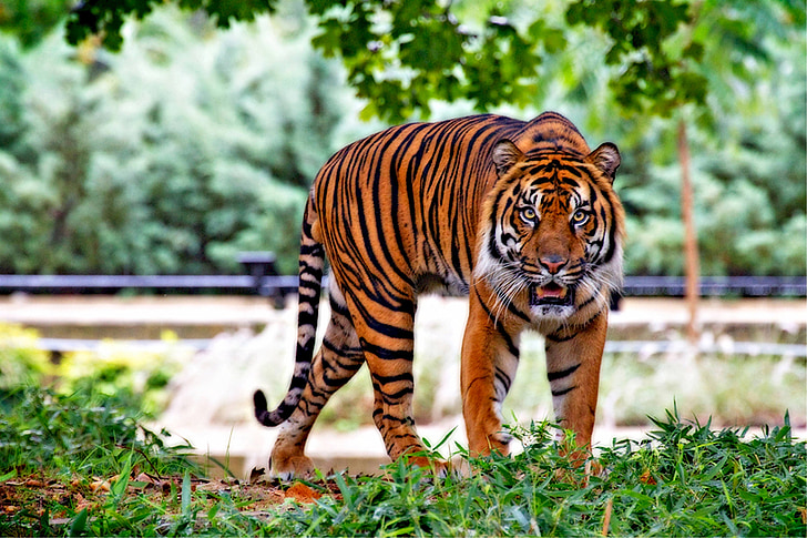 Tigre de Sumatra, Tigre, gato grande, rayas, caminando, depredador, en peligro de extinción
