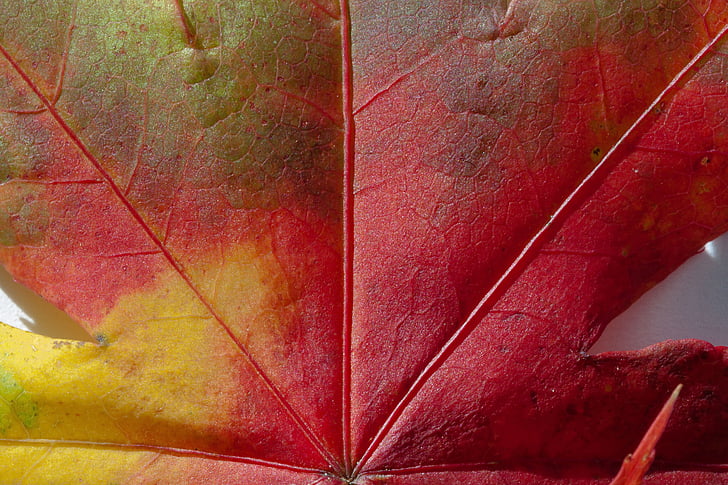 maple Jepang, daun maple, daun, hebrst, warna musim gugur, Maple, warna-warni