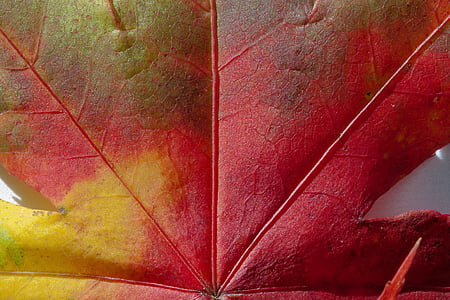 Σφένδαμος κοκκινόφυλλος, φύλλα σφενδάμου, φύλλα, hebrst, χρώματα του φθινοπώρου, σφενδάμι, πολύχρωμο