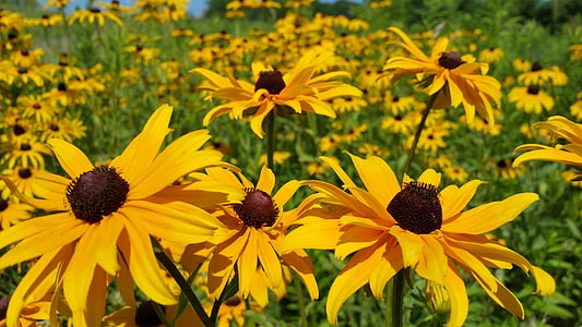 black eyed susan, yellow daisy, wild flower, background, beautiful, beauty, black