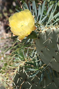 Cactus, Provenza, natura, primavera, fiore