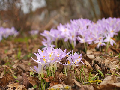 봄, 크 로커 스, 보라색, 꽃, 블 룸, 자연, 봄 꽃