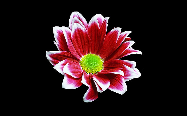 Margriet, λουλούδι, φόντο, άνοιξη, δημιουργική, μαύρο φόντο, πέταλο
