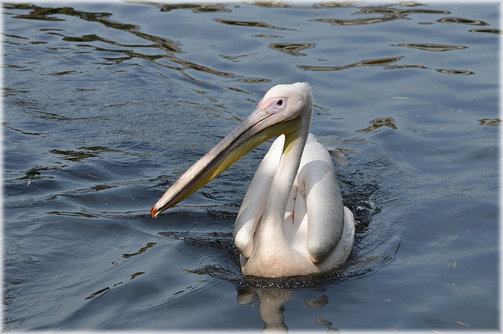Pelican, -de-rosa, jovem, natureza, pássaro, ave aquática, animal