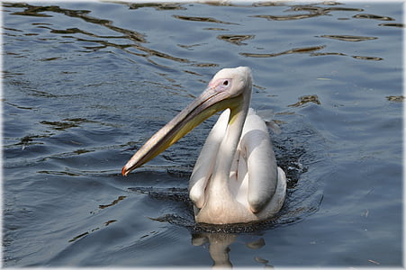 pelican, pink, young, nature, bird, water bird, animal