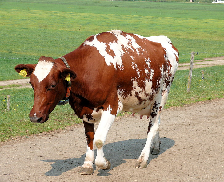tehén, állat, Roan, szarvasmarha, Farm, mezőgazdaság, vidéki táj