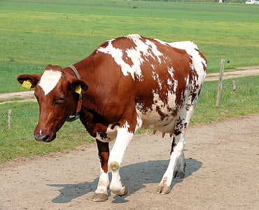 Корова, животное, Роан, крупный рогатый скот, ферма, Сельское хозяйство, сельские сцены