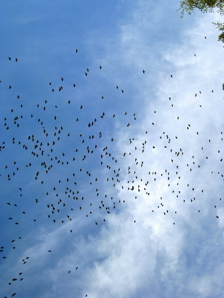 flock of birds, sky, birds, blue, dom, fly, air