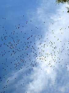 鳥の群れ, 空, 鳥, ブルー, dom, 飛ぶ, 空気