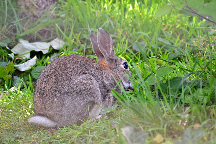 rabbit, wild, european, oryctolagus cuniculus, adult, mammal, fur