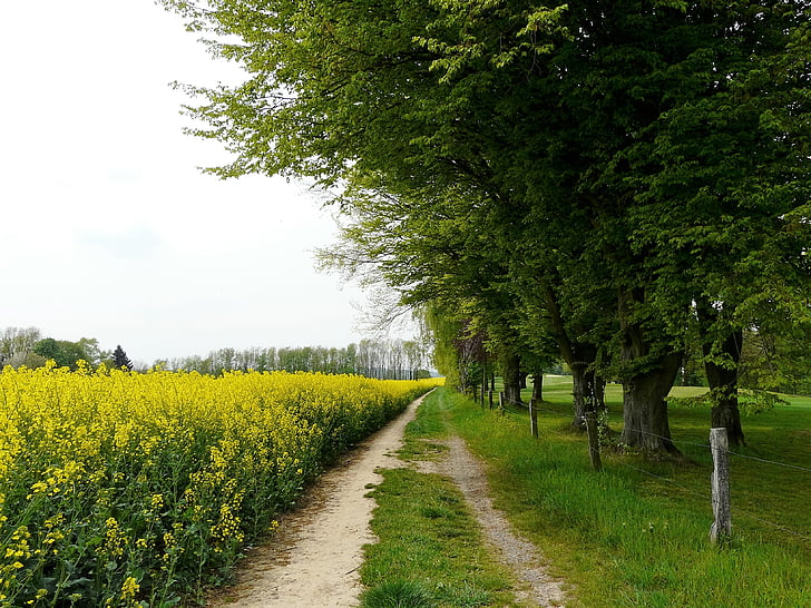 keltainen kenttä, puut, maisema, kävellä, Luonto, maaseudun kohtaus, keltainen