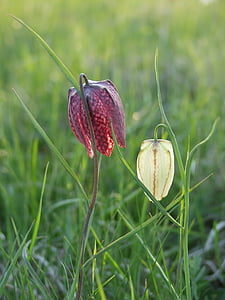 lily meadow raja, Provinsi bunga, pedalaman, Uppsala county, bunga, kotak-kotak, kungsängen