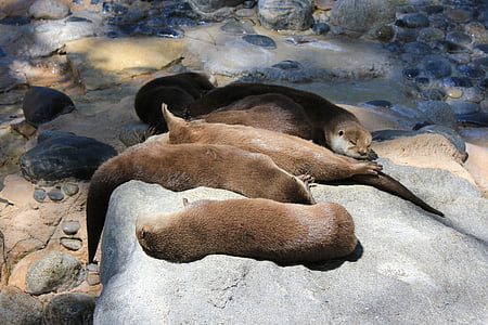 otters, animals, nap, tan, sleep, sloth, rest