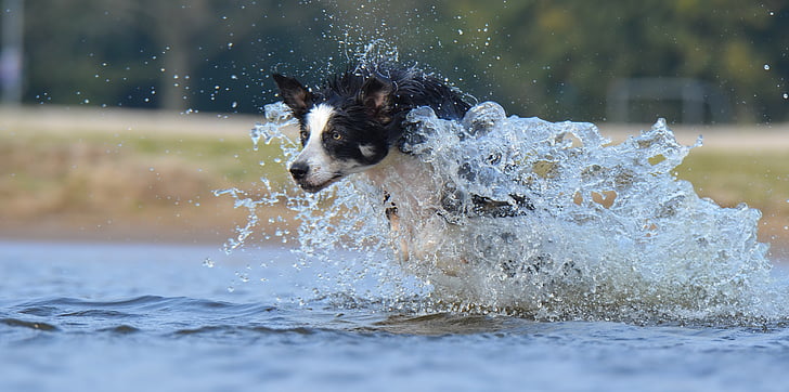 ขอบ collie, กระโดด, น้ำ, อังกฤษ sheepdog, ฤดูร้อน, สุนัข, สาด