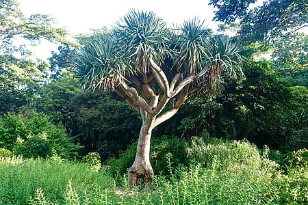 Botánico, árbol, Banksia, natural, jardín, naturaleza, crecimiento