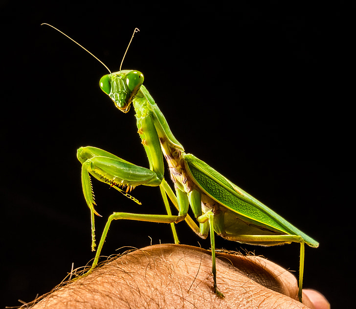praying mantis, fishing locust, green, close