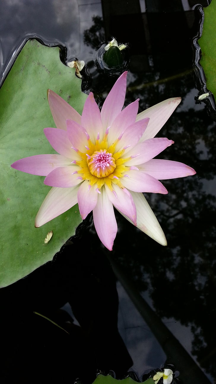 lirios de agua, Lotus, plantas, lirio de agua, estanque, Lotus nenúfar, naturaleza